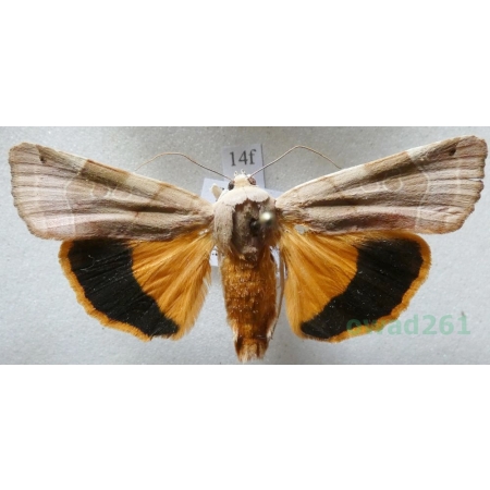 Noctua fimbriata (Schreber, 1759) Rolnica aksamitka Czech14f